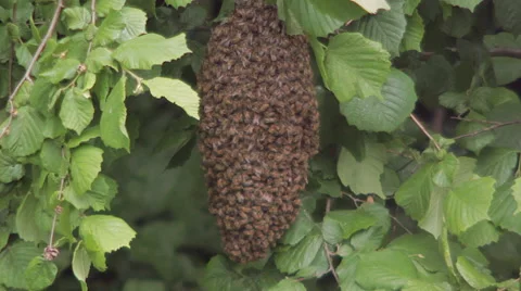 Bees Nest in Bushes Stock Footage 51117158