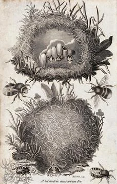 A bee's nest: external and internal views. Etching by M. Griffith. Stock Illustration