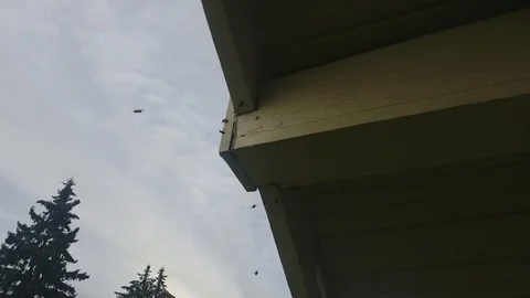 BEES nest in Slow Motion Stock Footage 91831440