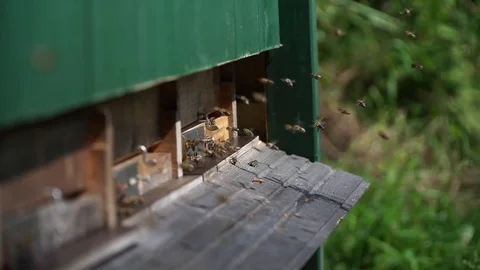 Bees, Nesting aid 1 - Slomo Stock Footage 76870996