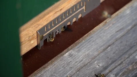 Bees, Nesting aid 2 - Slomo Stock Footage 76871061