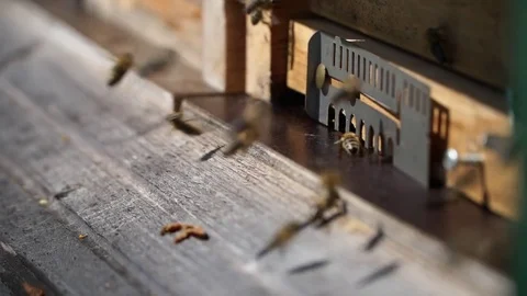 Bees, Nesting aid 3 - Slomo Stock Footage 76871067