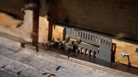 Bees, Nesting aid 4 - Slomo Stock Footage 76871014