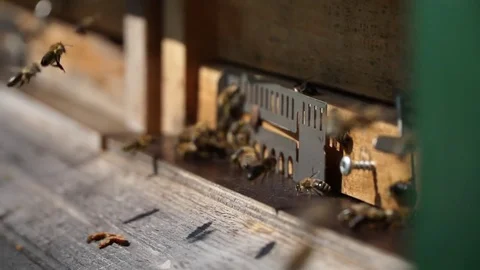 Bees, Nesting aid 5 - Slomo Stock Footage 76871079