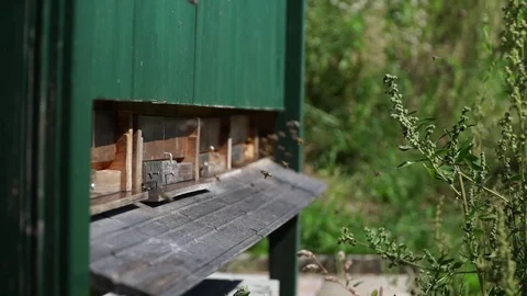 Bees, Nesting aid, plants 1 - Slomo Stock Footage 76871029
