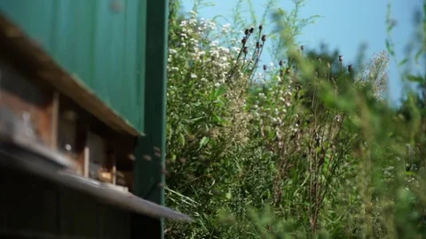Bees, Nesting aid, plants 2 - Slomo Stock Footage 76871042