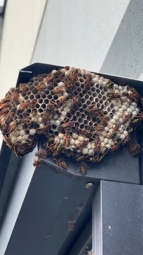 Bees Nesting on Building Structure Detailed CloseUps of Their Activity and Stock Footage 313601237