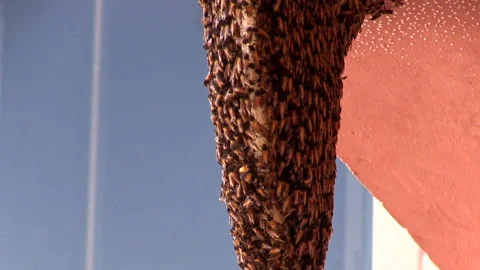 Bees nesting on the underside of a residential roof Stock Footage 161018715