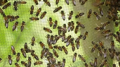 Bees on a net of a trap. Stock Footage 77605328