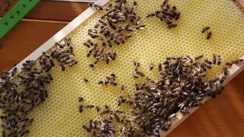 Bees on a new Honeycomb Stock Footage 71190414