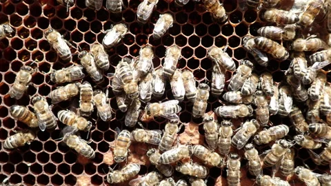 Bees on old dark honeycomb Stock-Footage 171371695