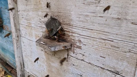 Bees in an old hive Video stock 288009539
