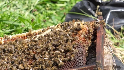 Bees on an old wax cover. Close-up bees working in an apiary. Beekeeping 動画素材 315869426