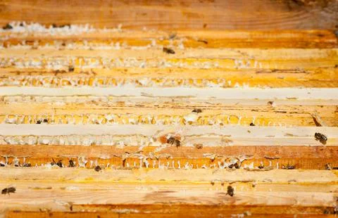 Bees in open beehive Stock Photos
