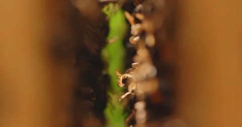 Bees in an open hive Stock Footage 218225839