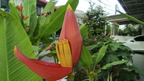 Bees on ornamental plant Stock Footage 338373517
