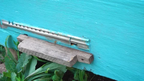 Bees out of the apiary Stock-Footage 107974456