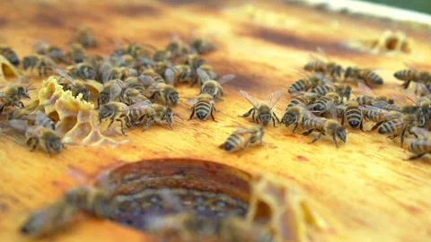 Bees out of the hive in slow motion Stock Footage 152410250