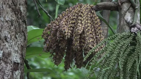 Bees at palm, Malaysia Video stock 224401820