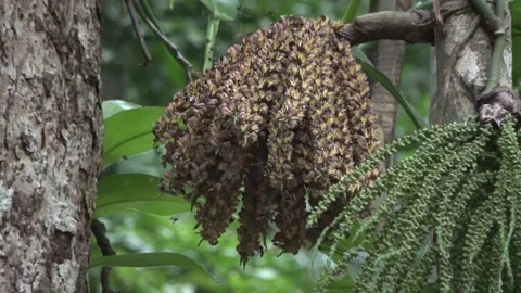 Bees at palm, Malaysia Video stock 224401838