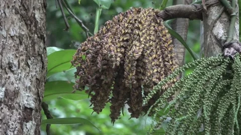 Bees at palm, Malaysia Stock-Footage 224402046