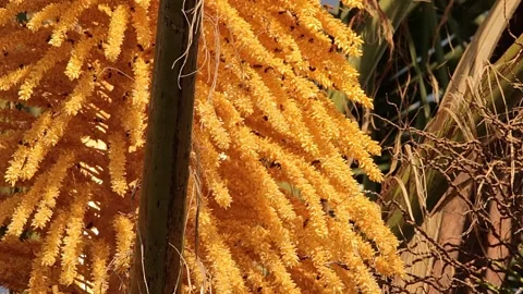 Bees in a palm tree flower Video stock 168654316