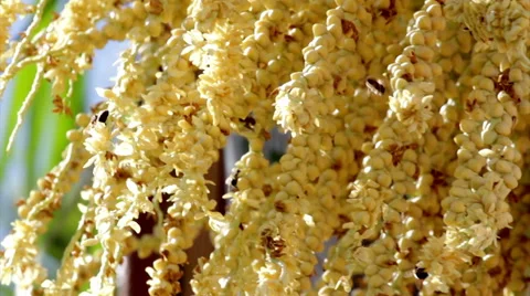 Bees palm tree pollination B Stock Footage 41645042