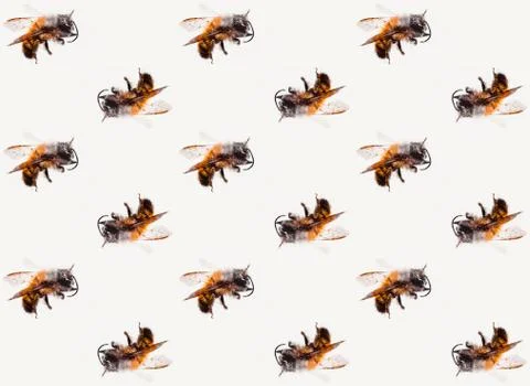 Bees pattern macro Stock Photos