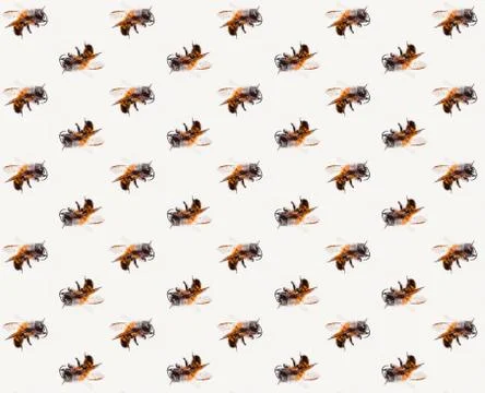 Bees pattern macro Stock Photos