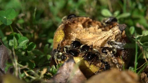 Bees on a pear 動画素材 117620113