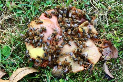 Bees on a pear Stock Photos