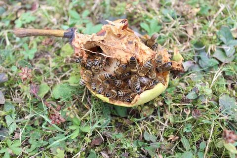 Bees on a pear Stock Photos