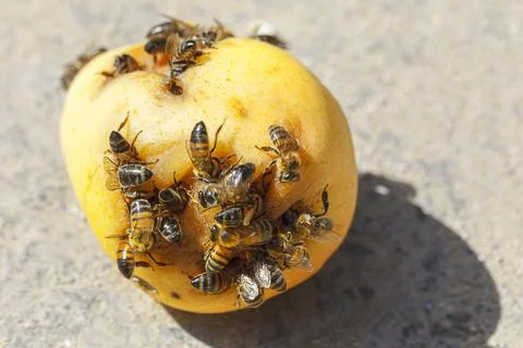 Bees on pear Stock Photos