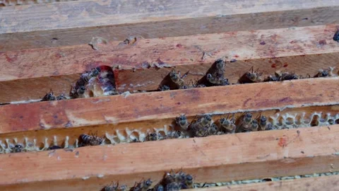 Bees Peeking from Honeycomb Frames. Stock Footage 310666759