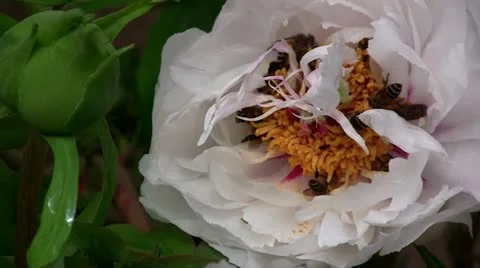 Bees in a peony blossom Stock Footage 22096955