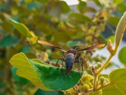 Bees perched on tree flowers Stock Photos