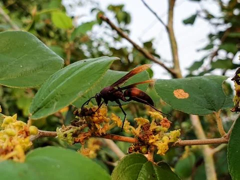 Bees perched on tree flowers Stock Photos