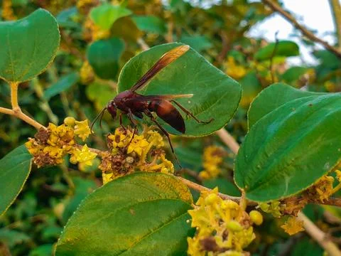 Bees perched on tree flowers Stock Photos