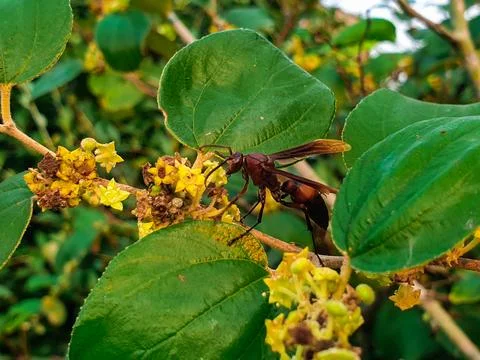 Bees perched on tree flowers Stock Photos