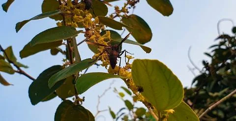 Bees perched on tree flowers Stock Photos