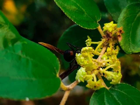 Bees perched on tree flowers Stock Photos