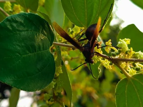 Bees perched on tree flowers Stock Photos