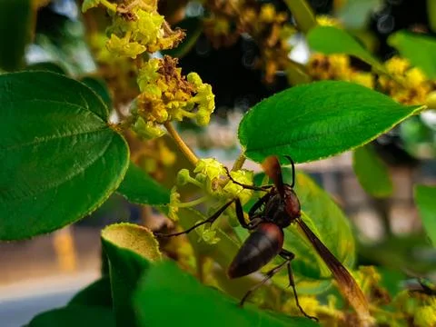 Bees perched on tree flowers Stock Photos