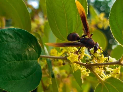 Bees perched on tree flowers Stock Photos