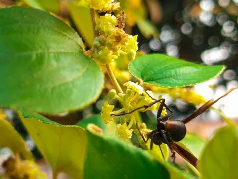 Bees perched on tree flowers Stock Photos