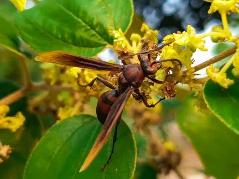 Bees perched on tree flowers Stock Photos