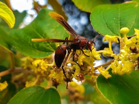 Bees perched on tree flowers Stock Photos