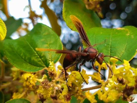Bees perched on tree flowers Stock Photos