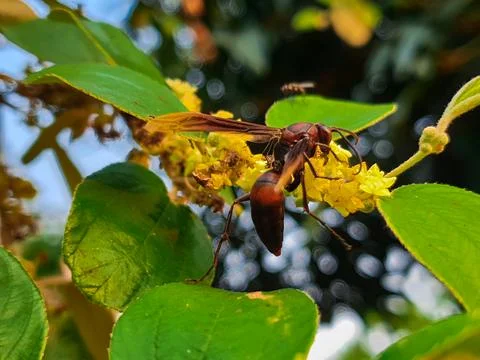 Bees perched on tree flowers Stock Photos