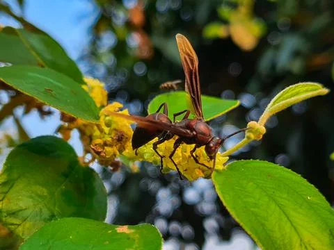 Bees perched on tree flowers Stock Photos